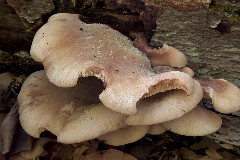 Lentinellus castoreus